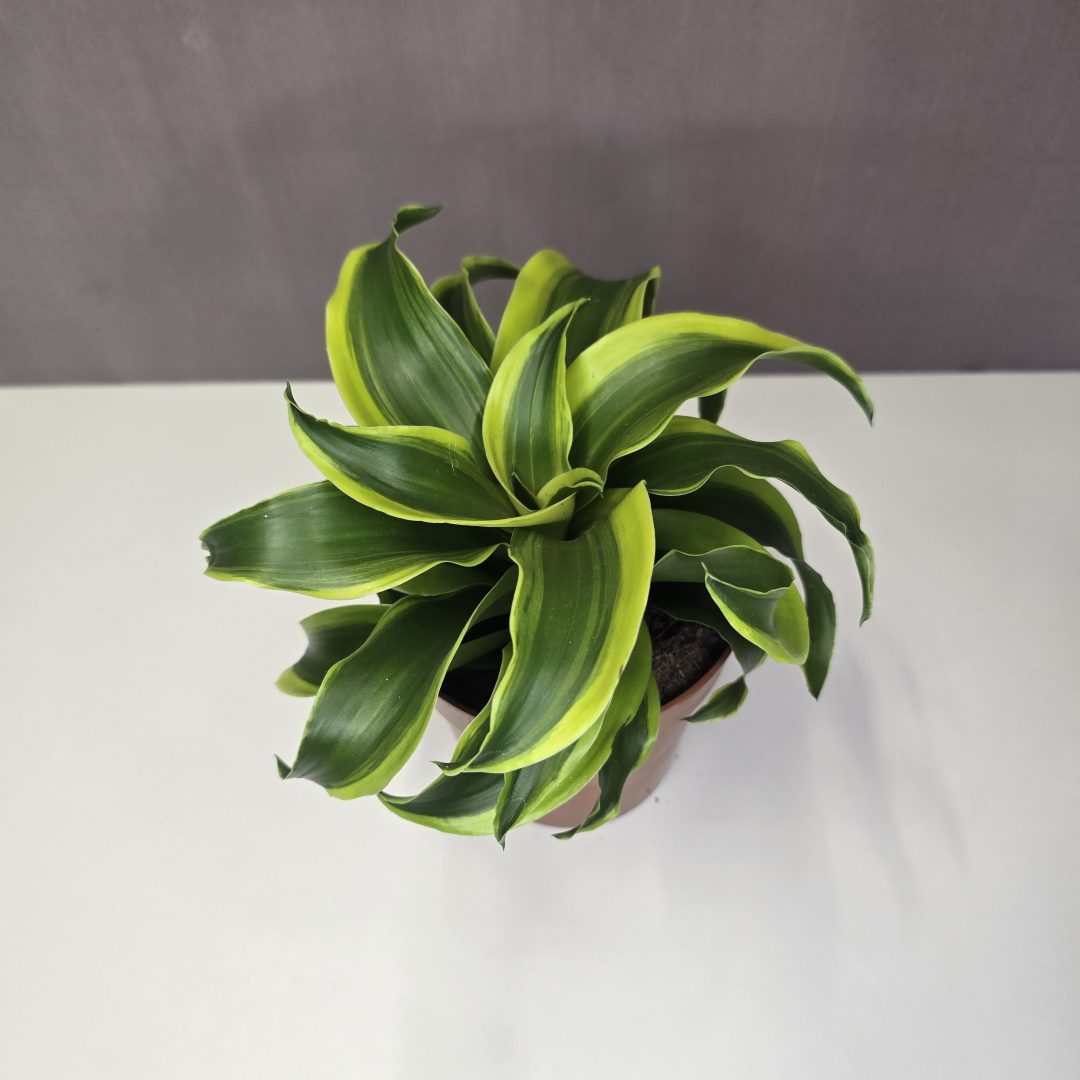 Dracaena fragrans 'Tornado' 12/25