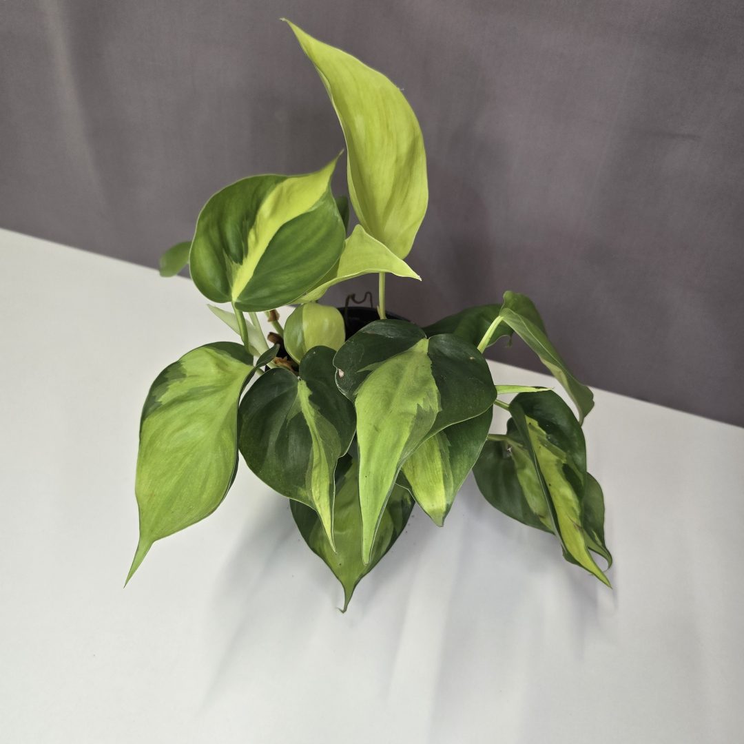 Philodendron scandens 'Brasil' 12/20