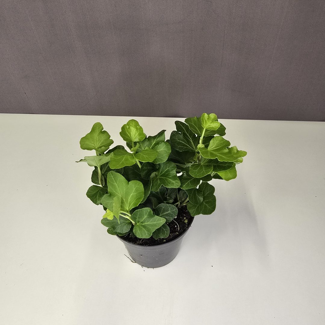Hedera mini 9/10