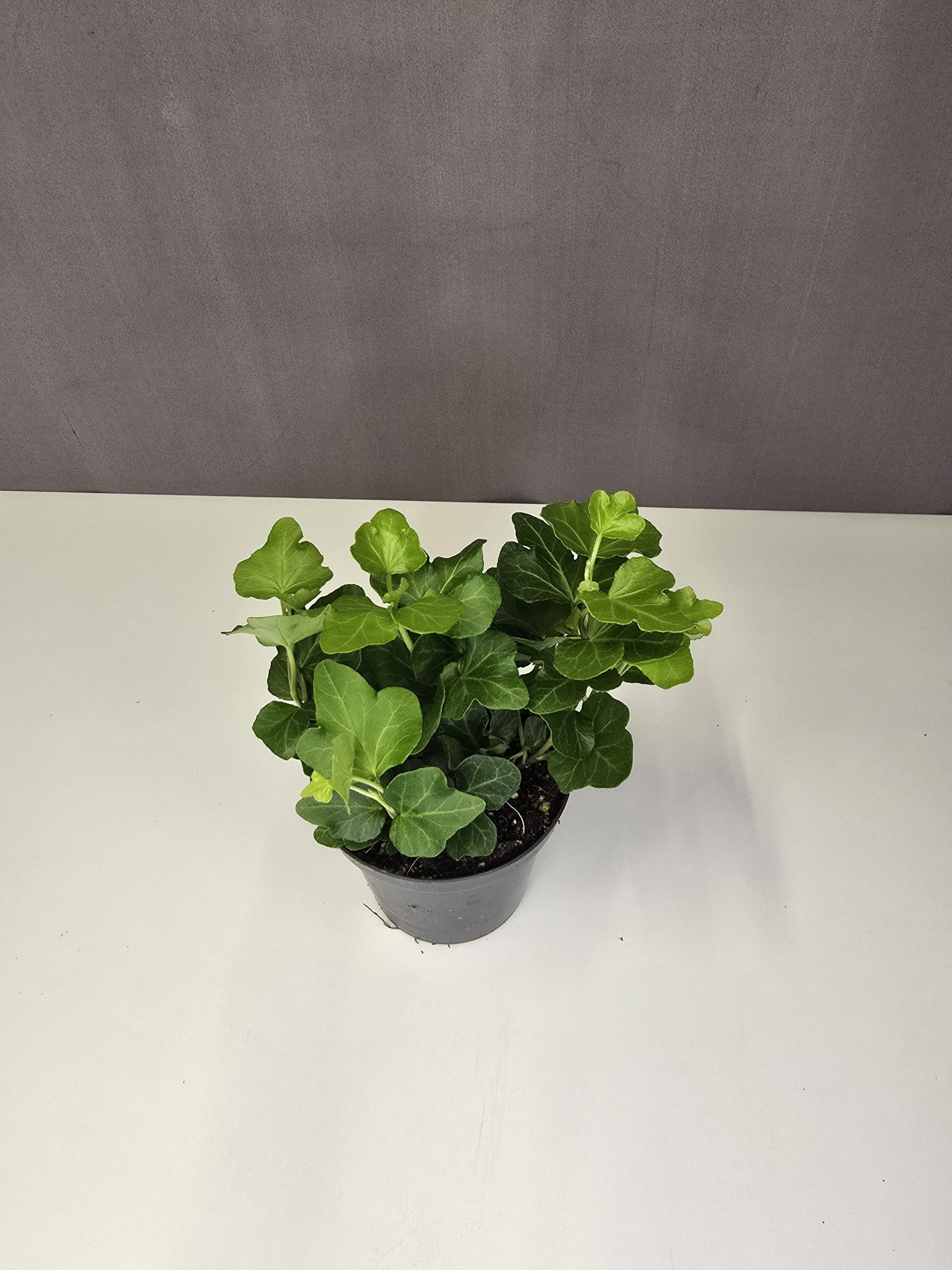 Hedera mini 9/10