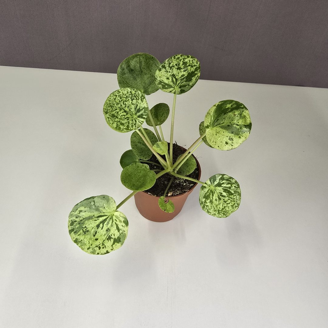 Pilea 'Mojito' mini 6/15