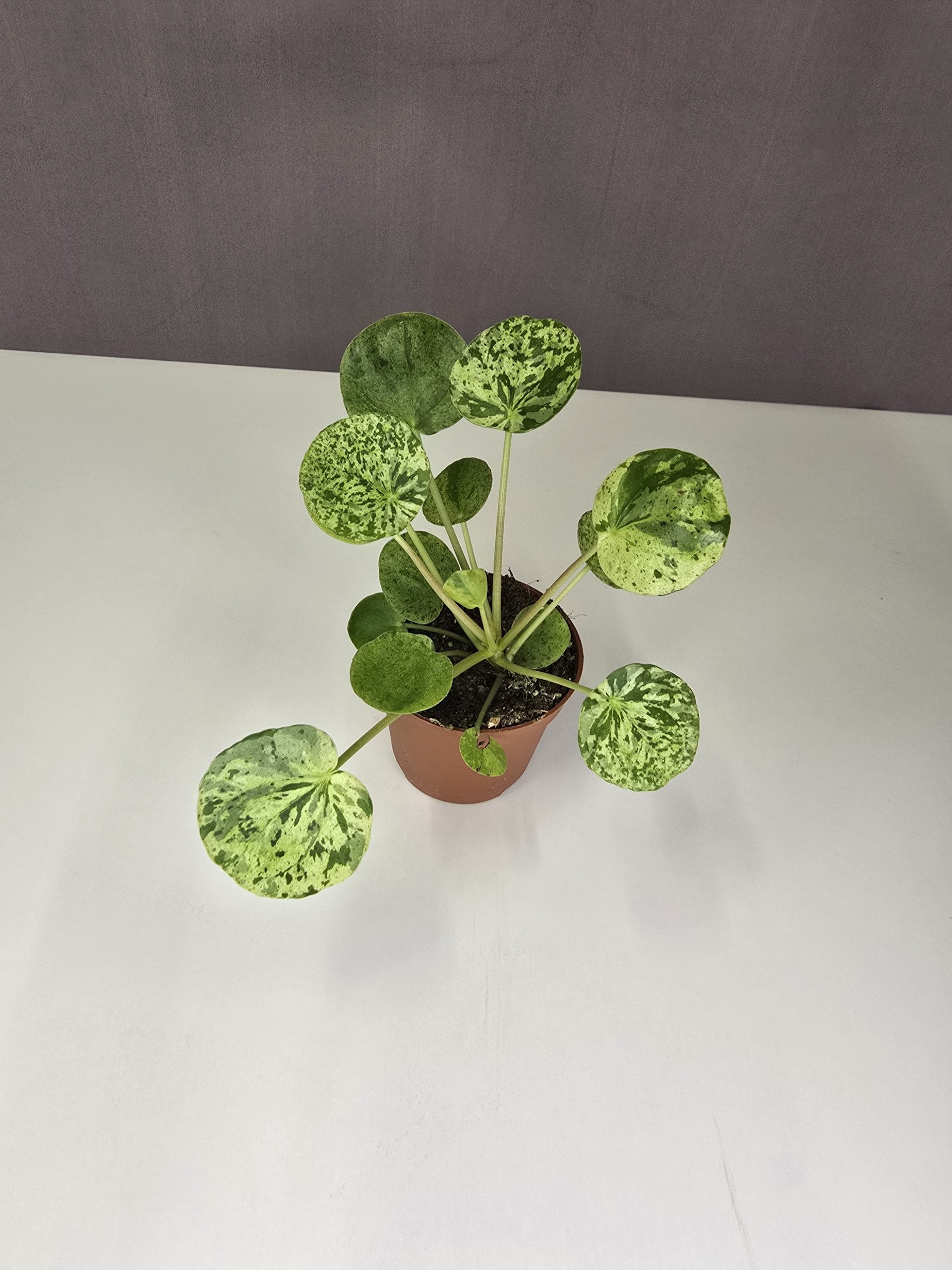 Pilea ‘Mojito’ mini 6/15