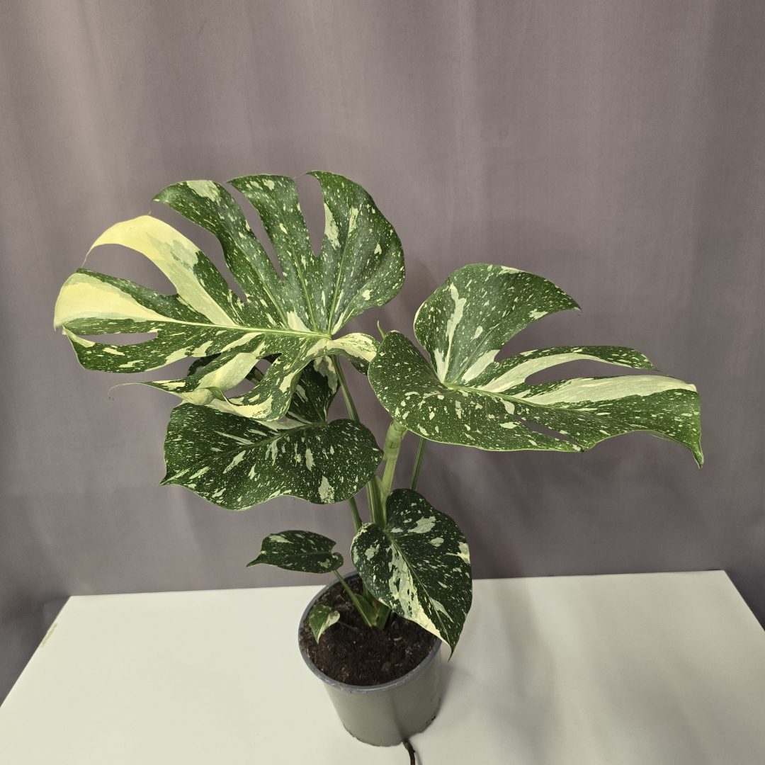 Monstera deliciosa 'Thai Constellation' 15/50