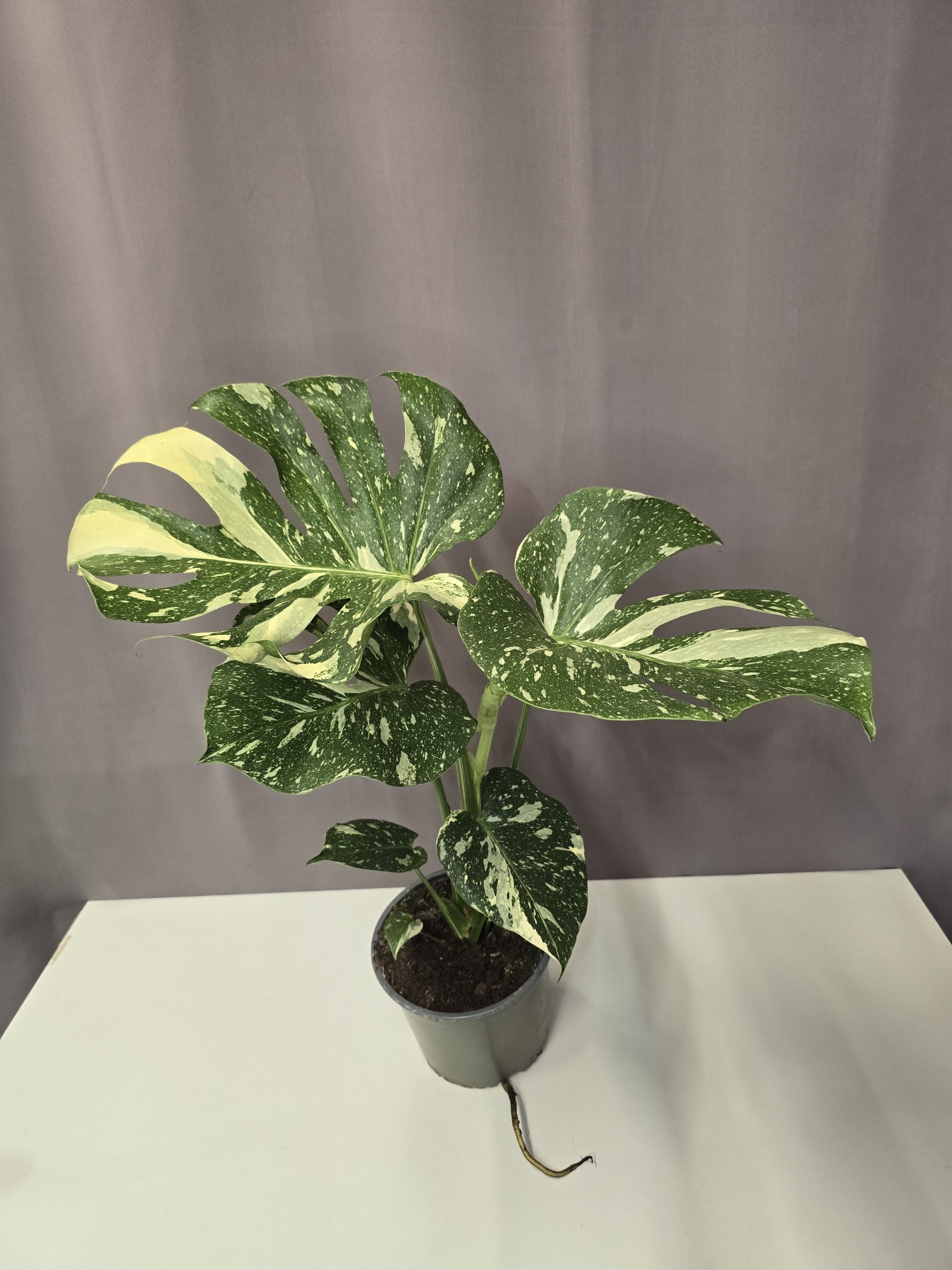 Monstera deliciosa ‘Thai Constellation’ 15/50