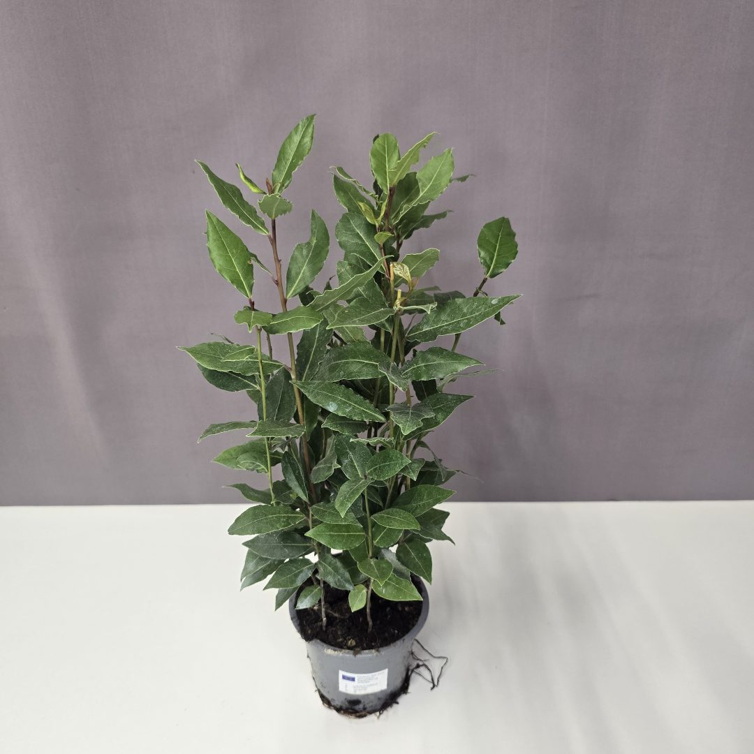 Laurus nobilis 11/35