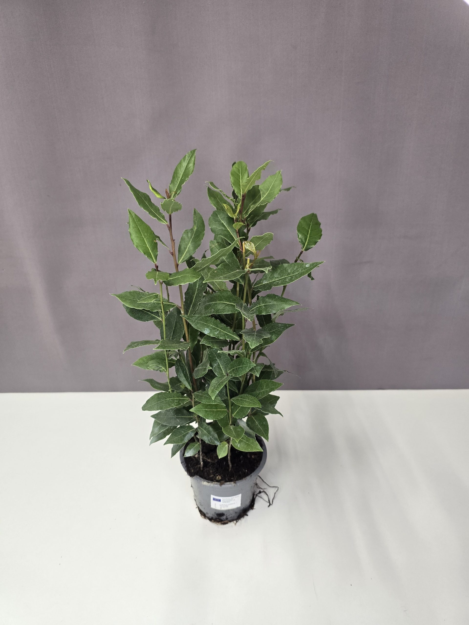 Laurus nobilis 11/35