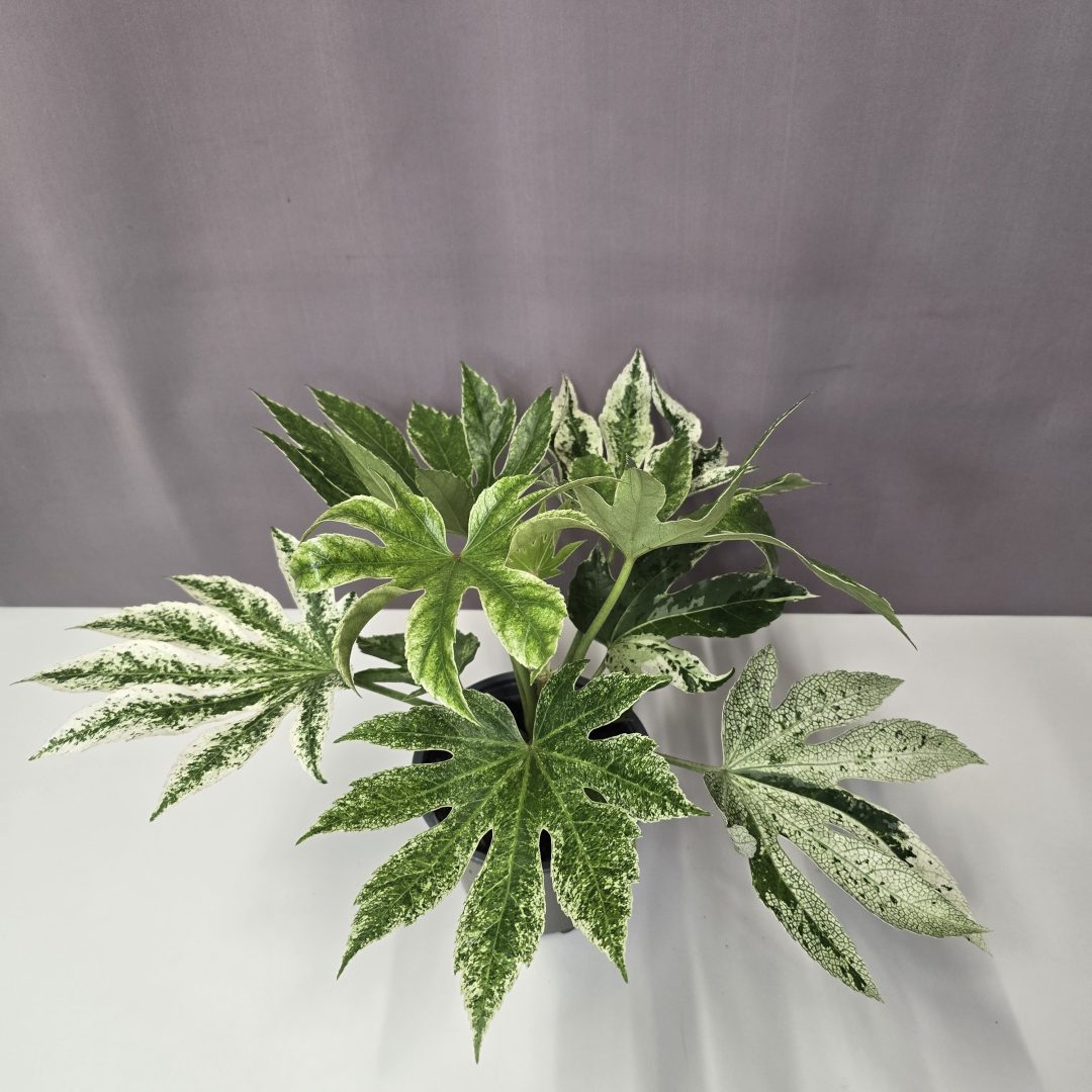 Fatsia japonica 'Spider's Web' – Szobaarália 14/40