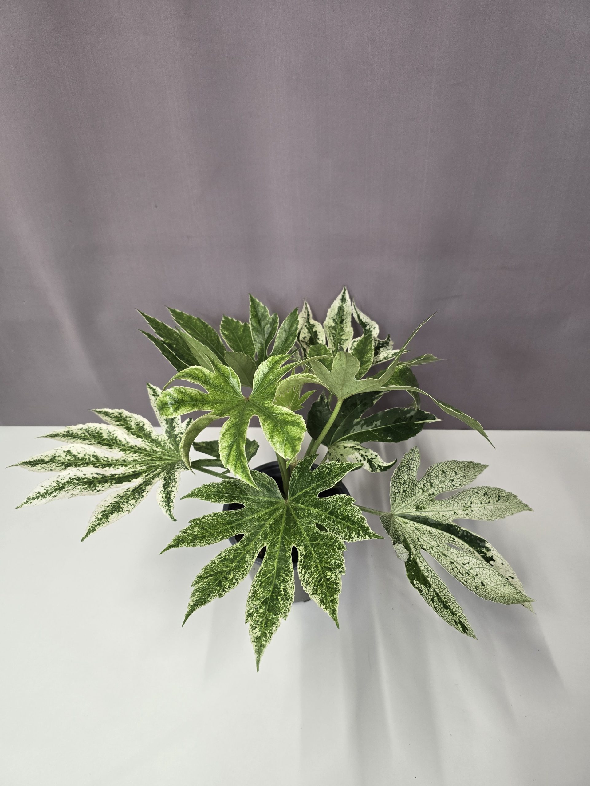 Fatsia japonica ‘Spider’s Web’ – Szobaarália 14/40