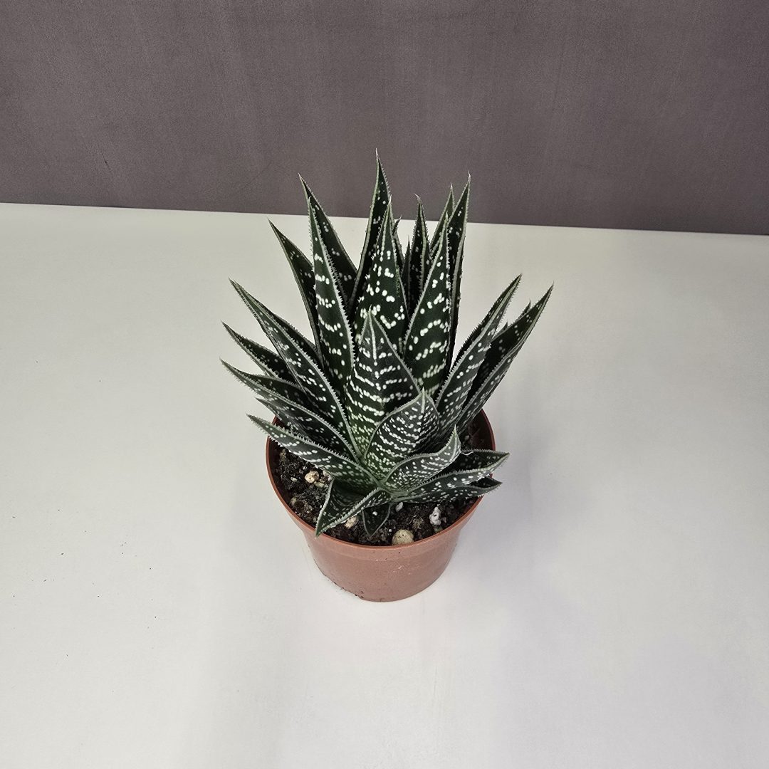 Aloe 'Tiki Tahi' 10/15