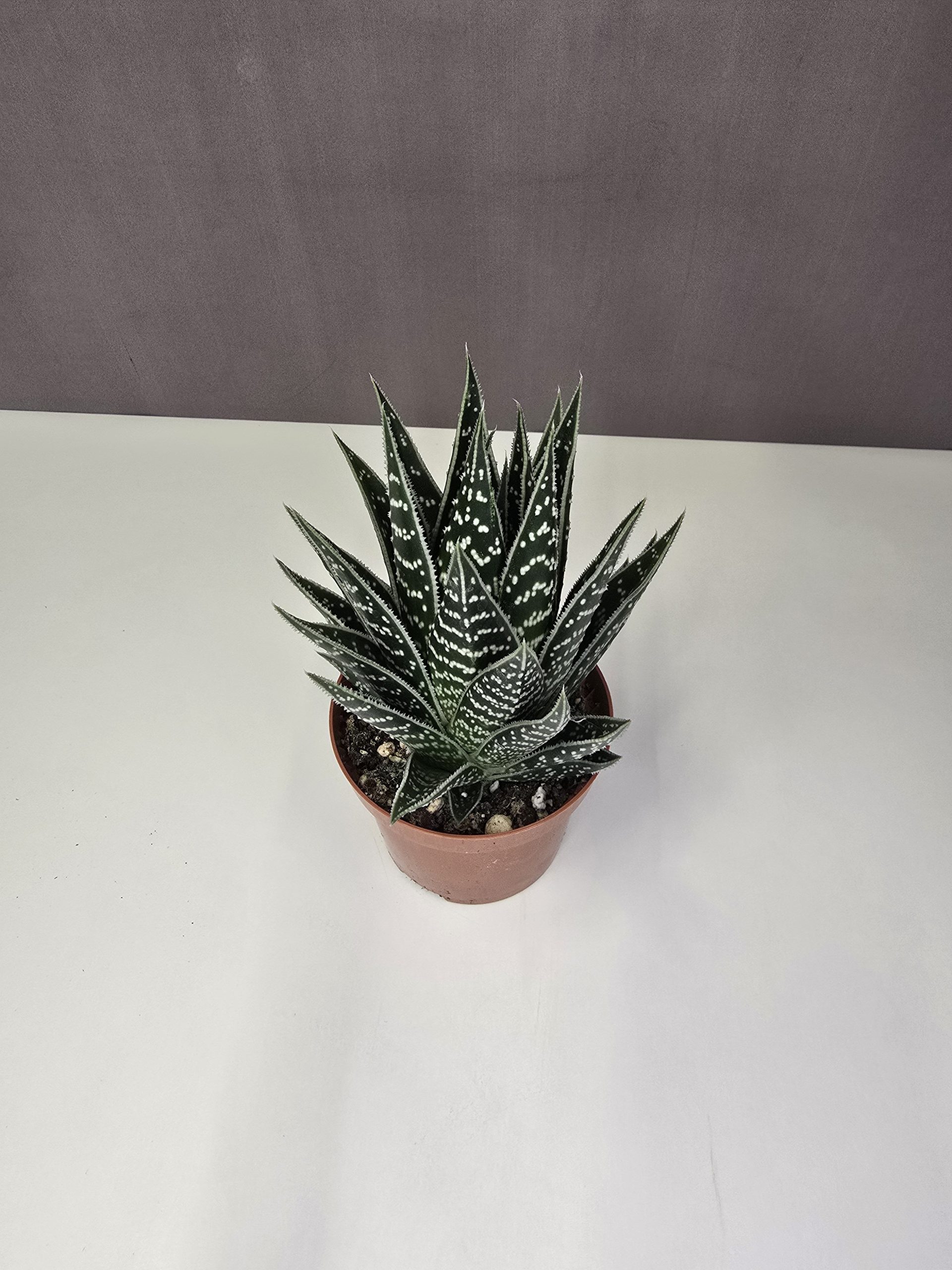 Aloe ‘Tiki Tahi’ 10/15