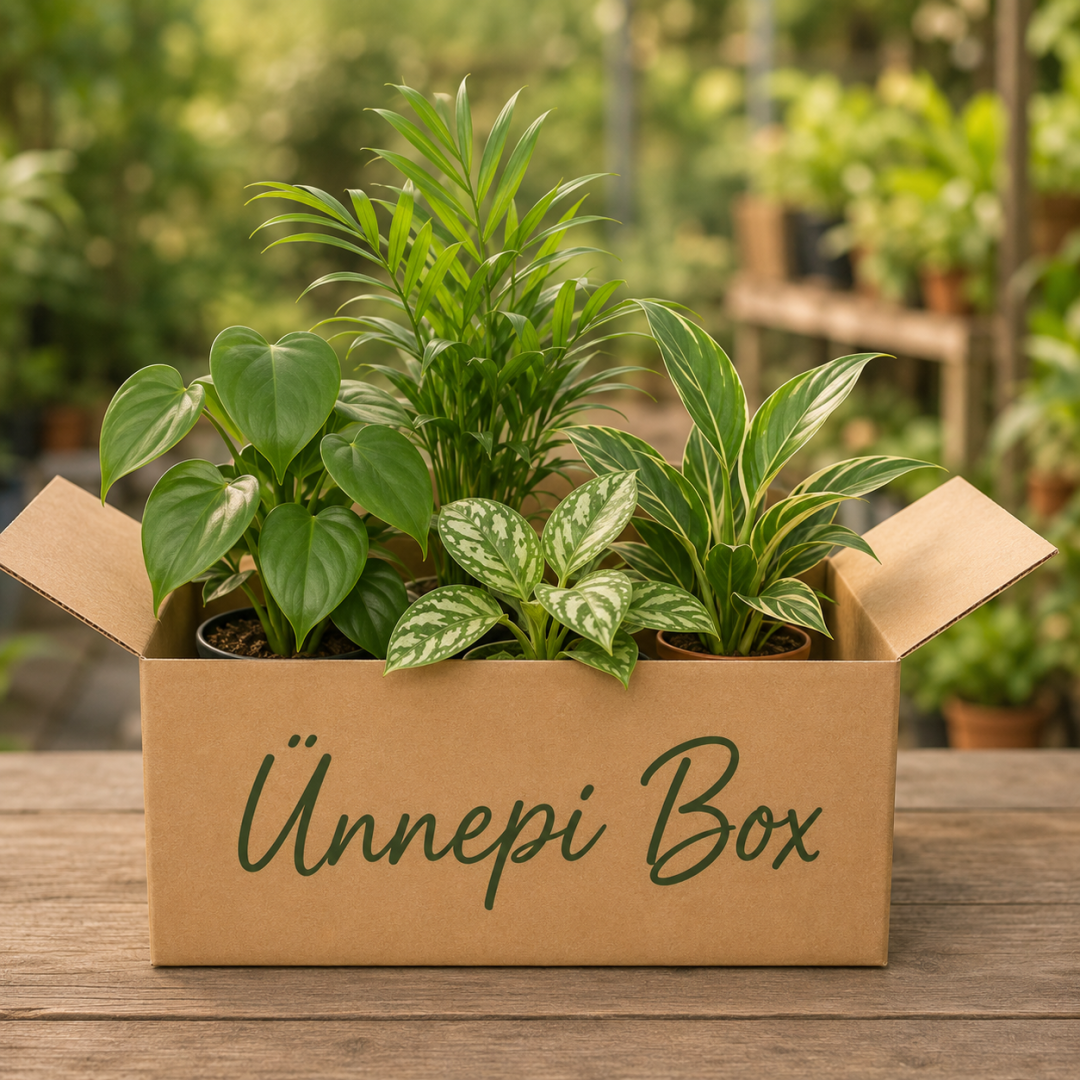 Limitált ünnepi box - Aug.20
