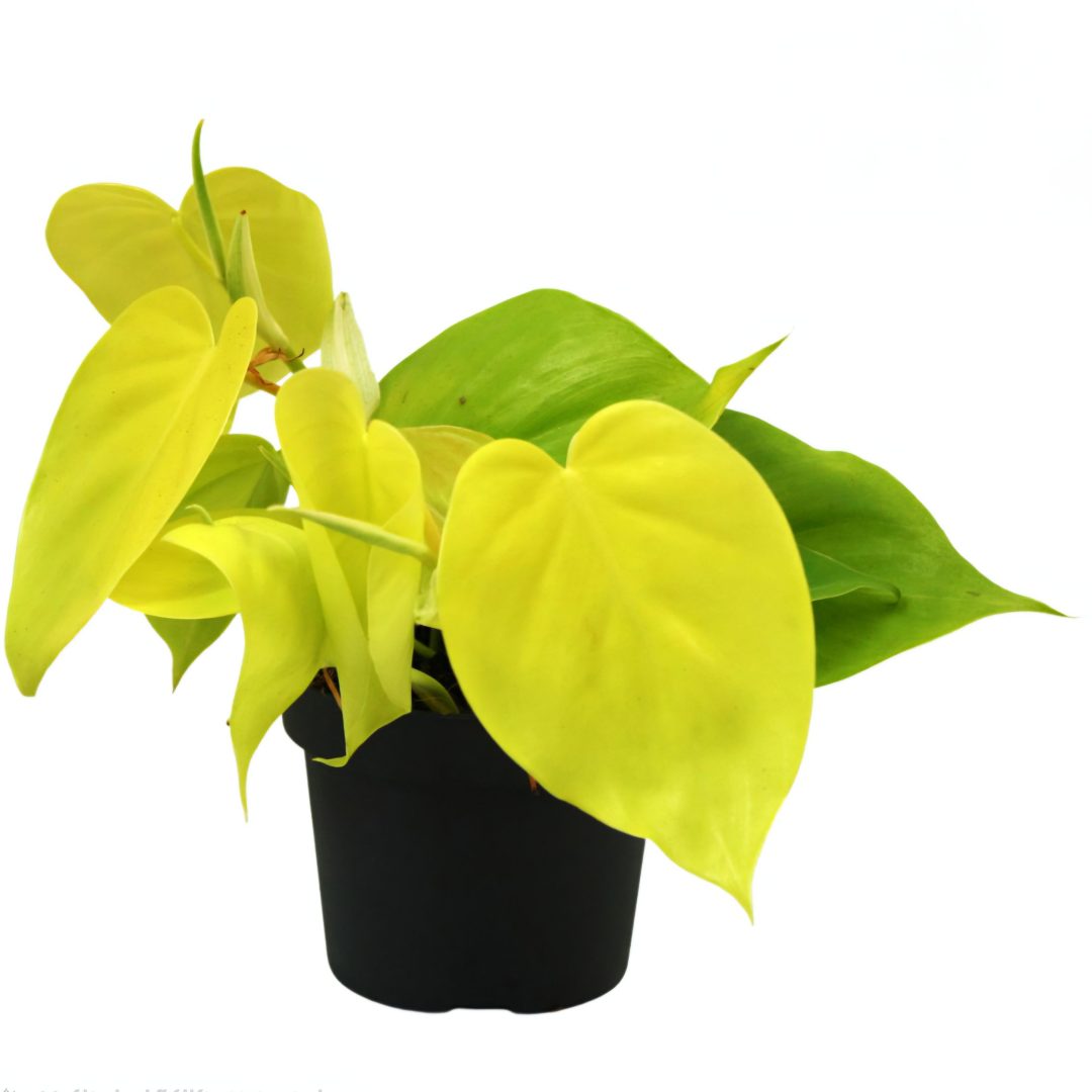 Philodendron scandens ‘Micans Lime’ 10/20