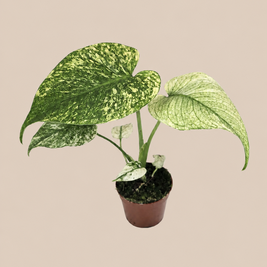 Monstera deliciosa 'Mint' 10/20