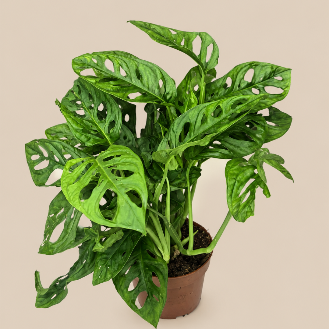 Monstera adansonii Ø12 cm • ↕35 cm