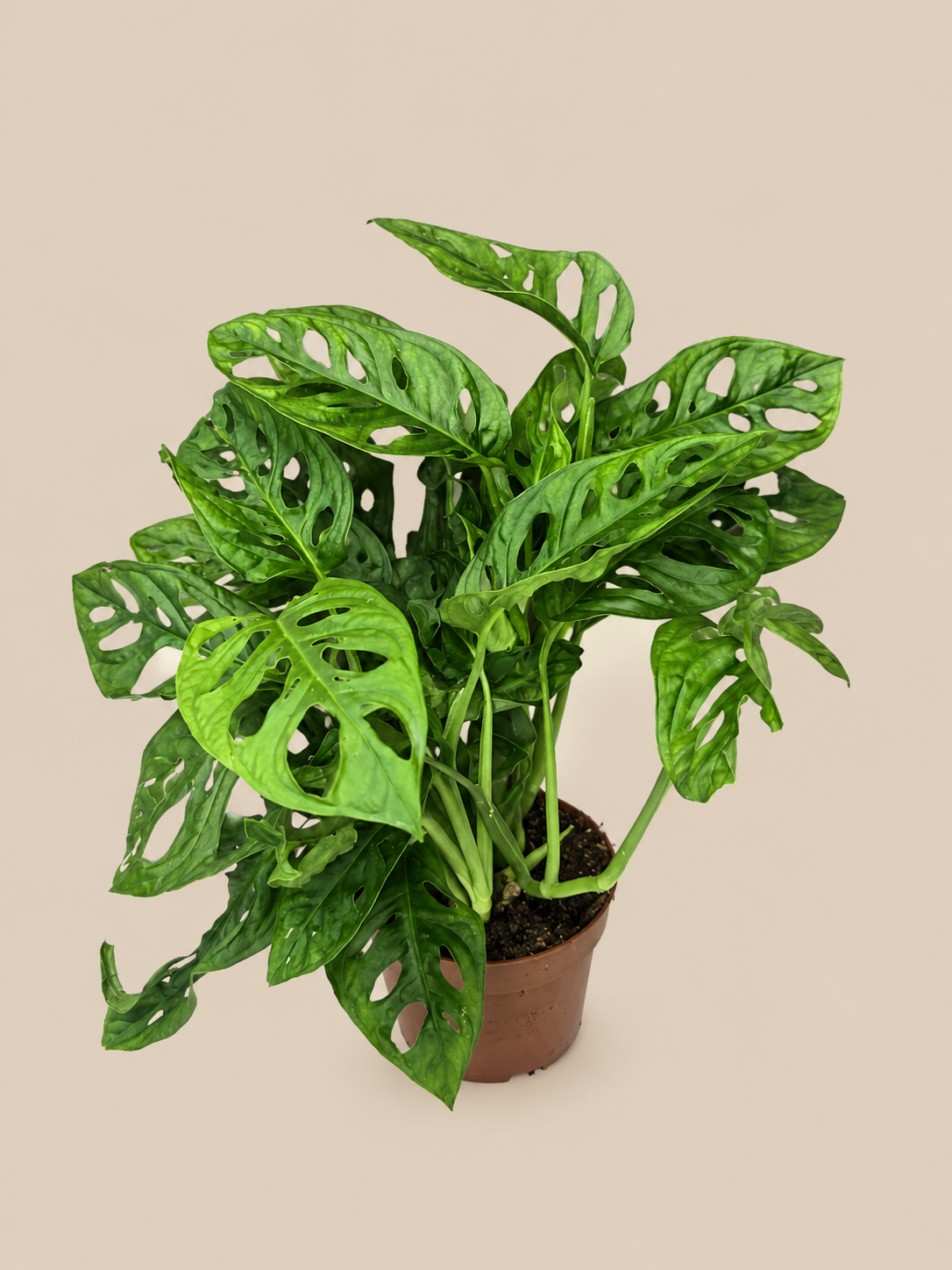 Monstera adansonii Ø12 cm • ↕35 cm