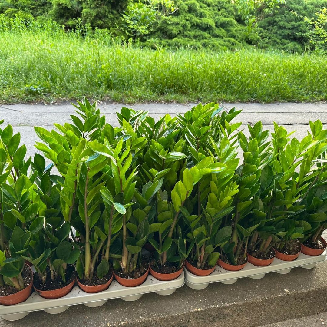 Zamioculcas - agglegénypálma 12/45