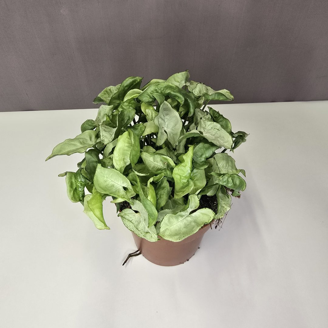 Syngonium podophyllum 'Pixie' 12/25