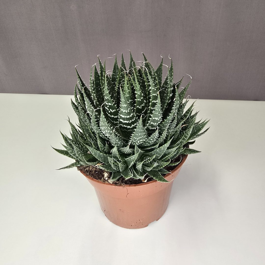 Aloe aristata 12/20