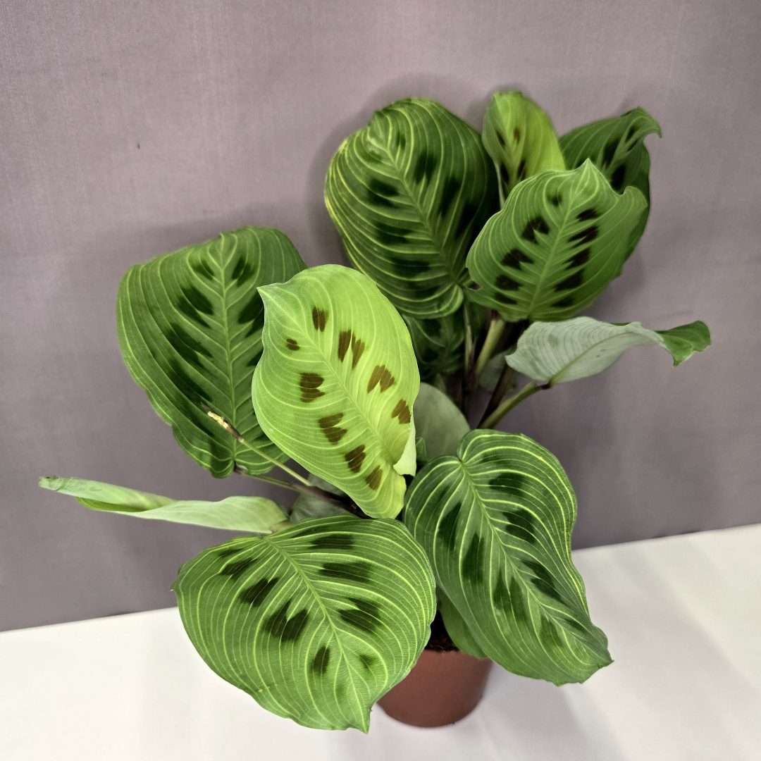 Maranta 'Light Veins' 12/30