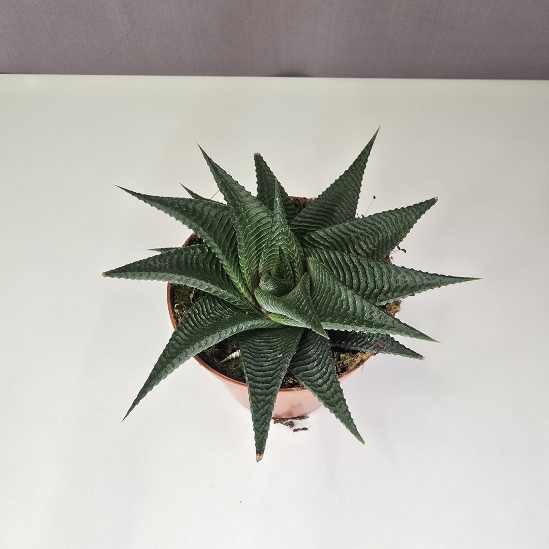 Haworthia limifolia ’Twist’ 8/10