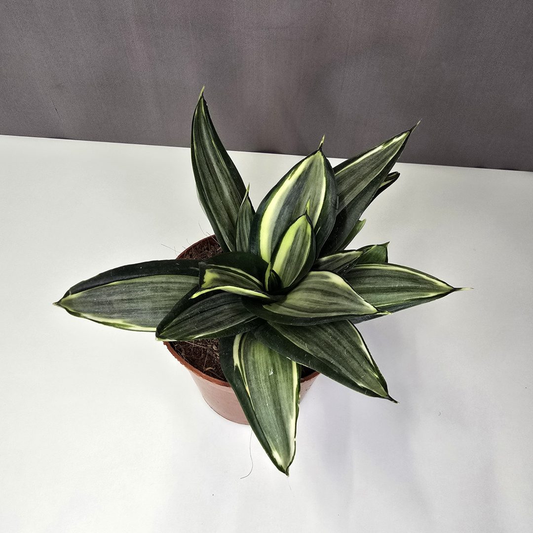 Sansevieria trifasciata 'Diamond Hahnii' 12/20