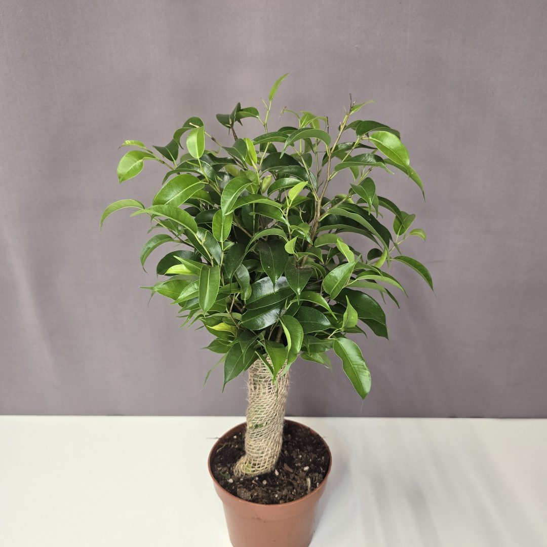 Ficus Kinky Green 12/30