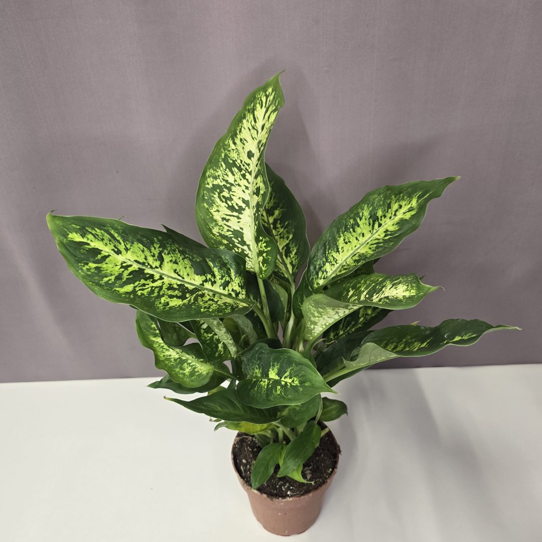 Dieffenbachia 'Compacta' 12/40