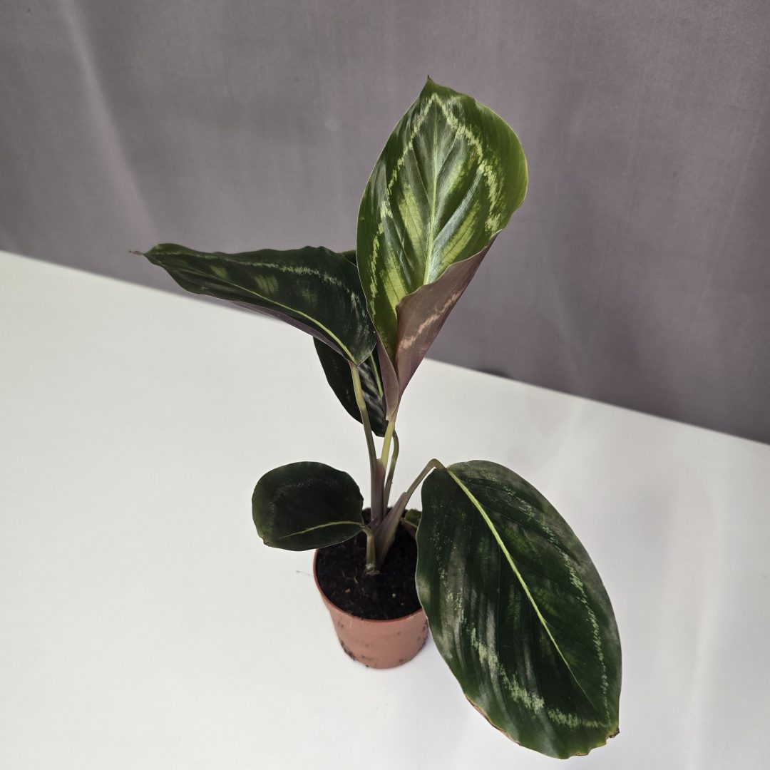 Calathea Flamestar mini 7/15