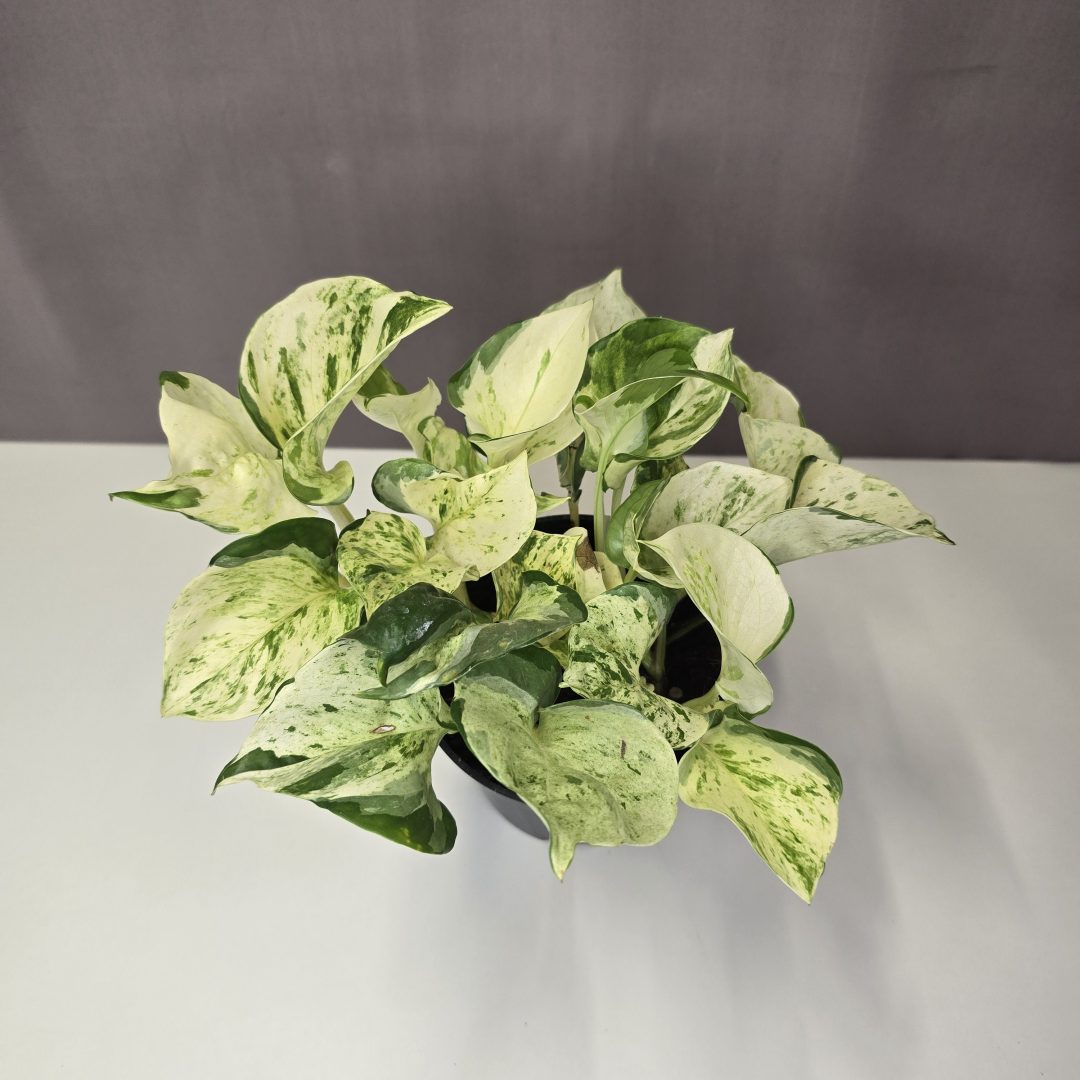 Epipremnum aureum 'Happy Leaf' 12/20