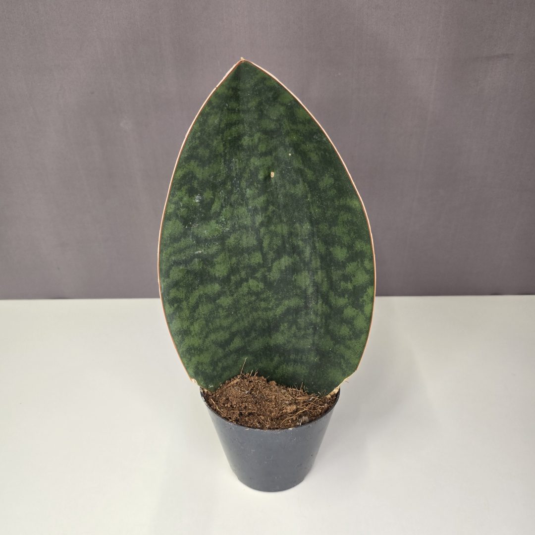Sansevieria Victoria