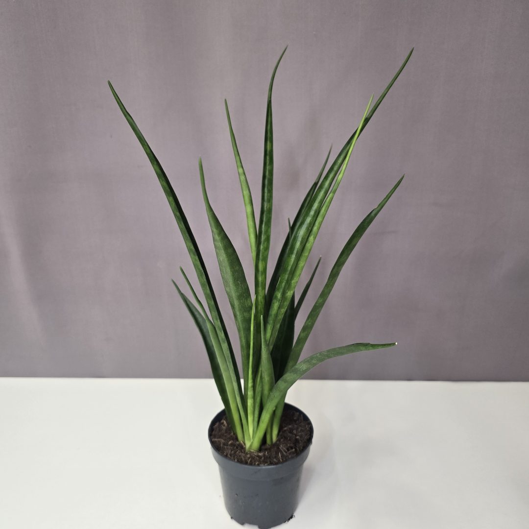 Sansevieria kirki friends 10/35