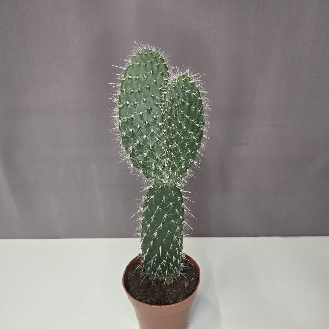 Opuntia pailana 12/35