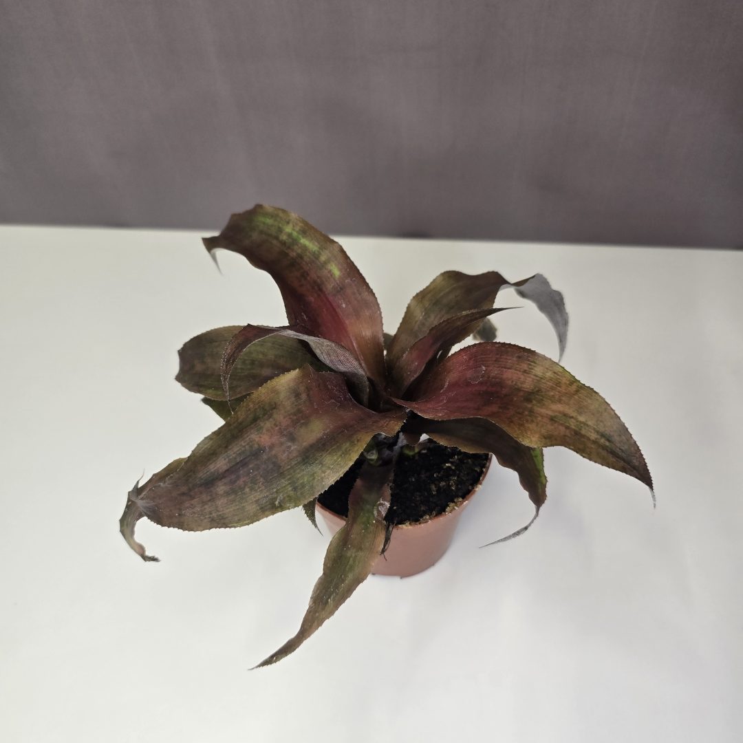 Cryptanthus - Levélcsillag 9/15