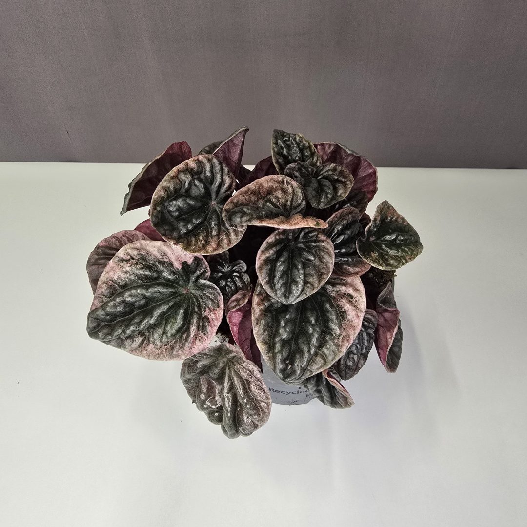 Peperomia caperata Abricos 12/30