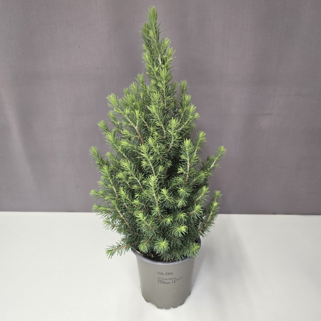 Cukorsüvegfenyő-Picea glauca 12/35