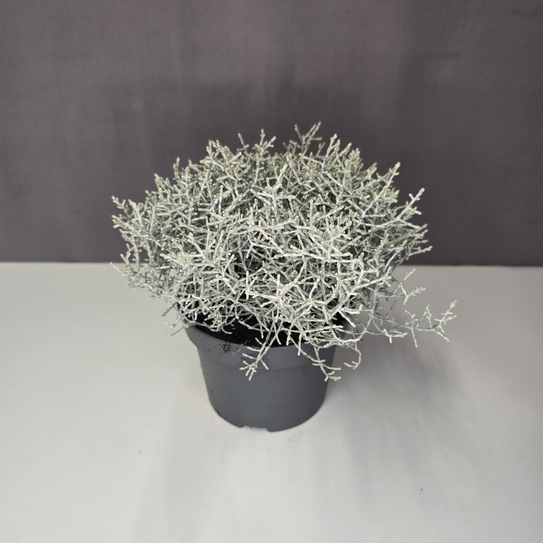 Párnacserje - Calocephalus brownii
