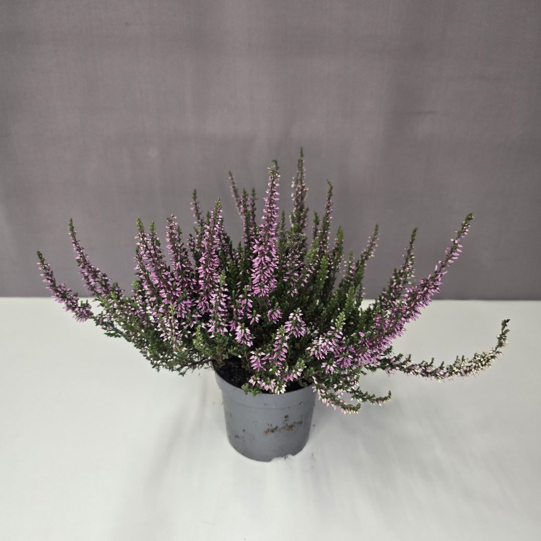 Csarab - Calluna vulgaris 9/20