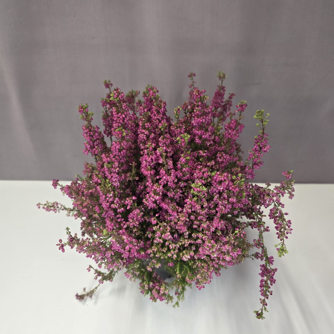 Vékony hanga - Erica gracilis 12/30