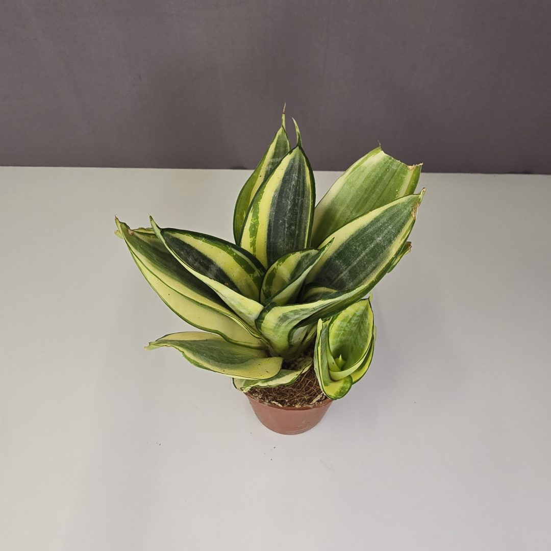 Sansevieria trifasciata 'Golden Hahnii' 6/15