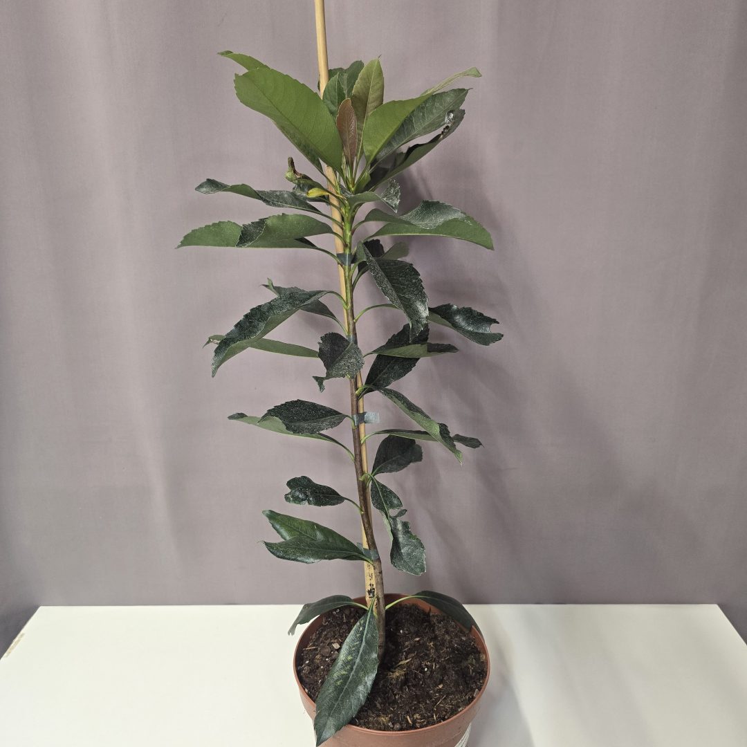 Japán naspolya - Eriobotrya japonica 18/80