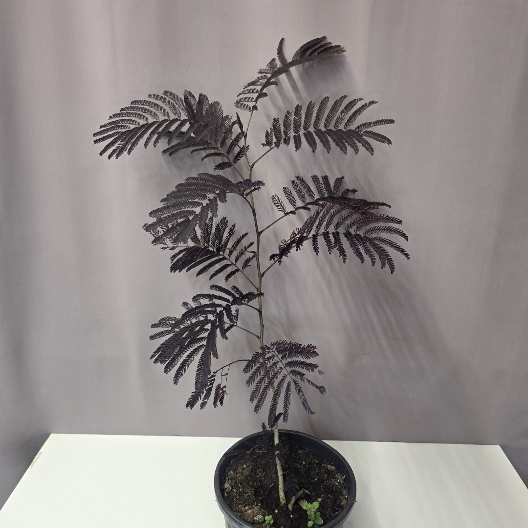 Bordó levelű selyemakác - Albizia julibrissin 'Summer' 19/80