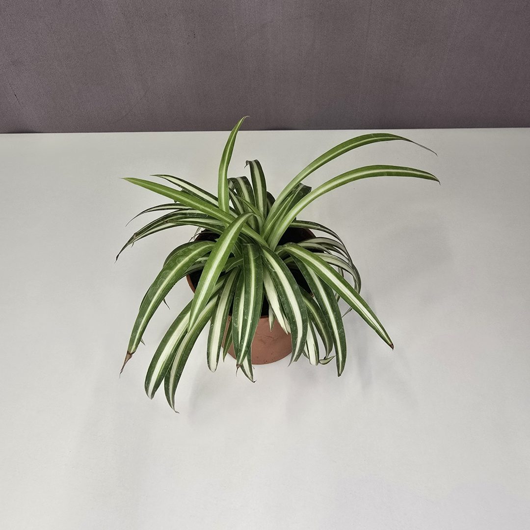 Csokrosinda mini 7/10