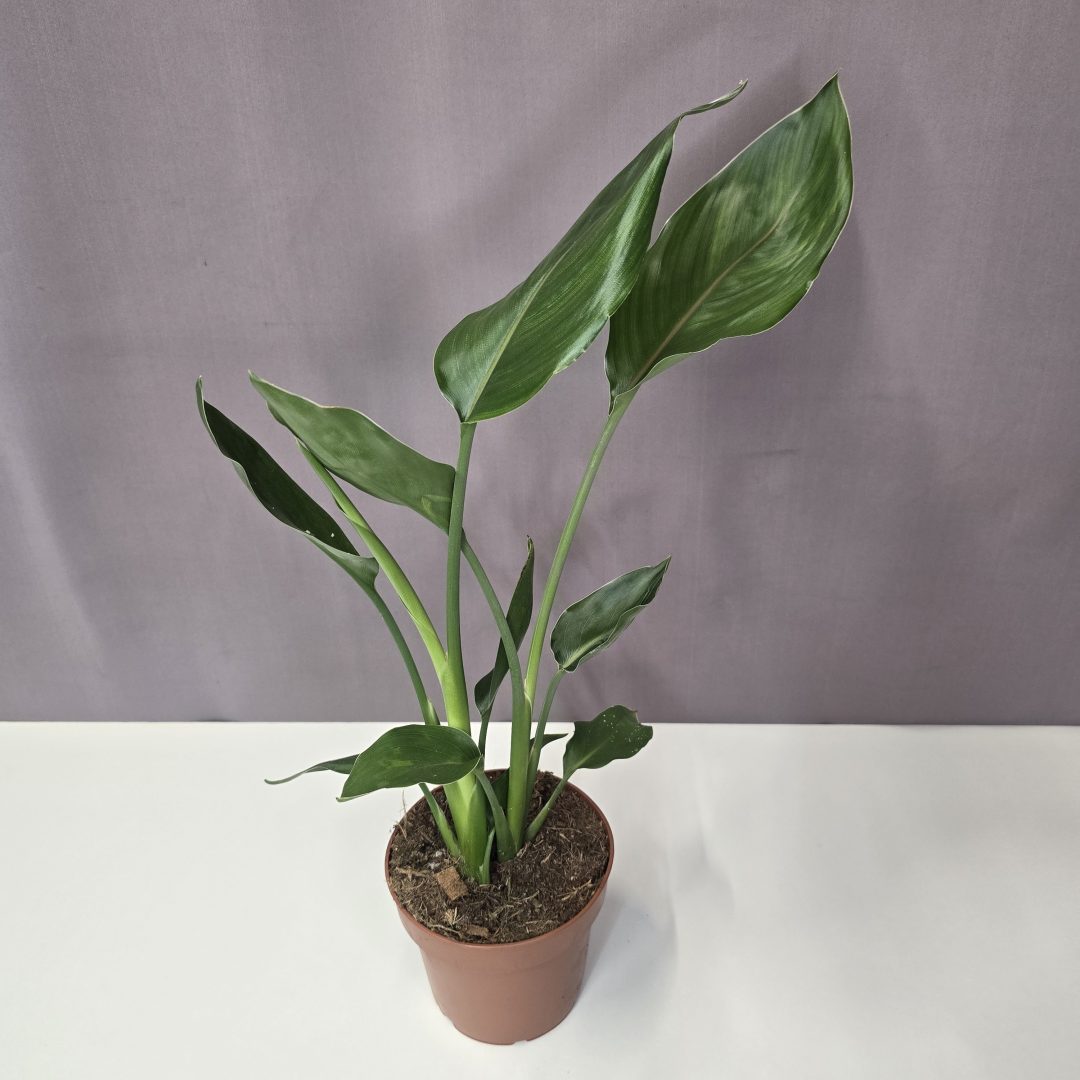 Strelitzia Nicolai 2 töves 12/40