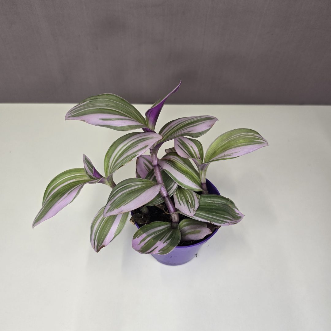 Tradescantia albiflora Nanouk 7/10