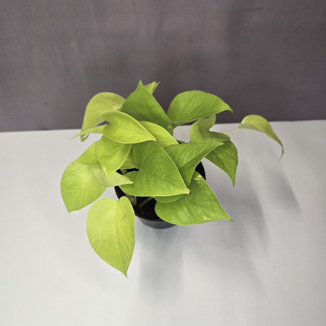Epipremnum aureum "Neon" 12/20