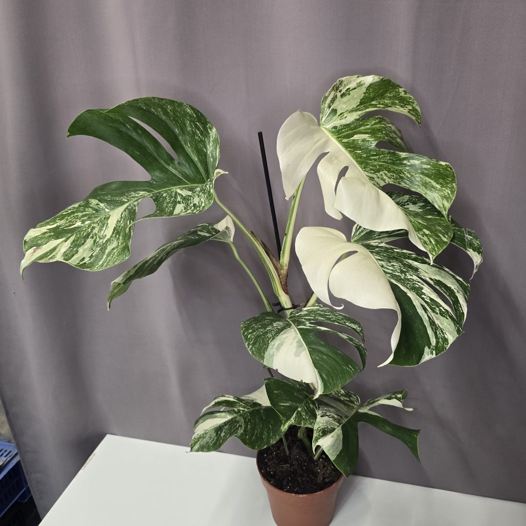 Monstera deliciosa 'Albo Variegata' 14/70