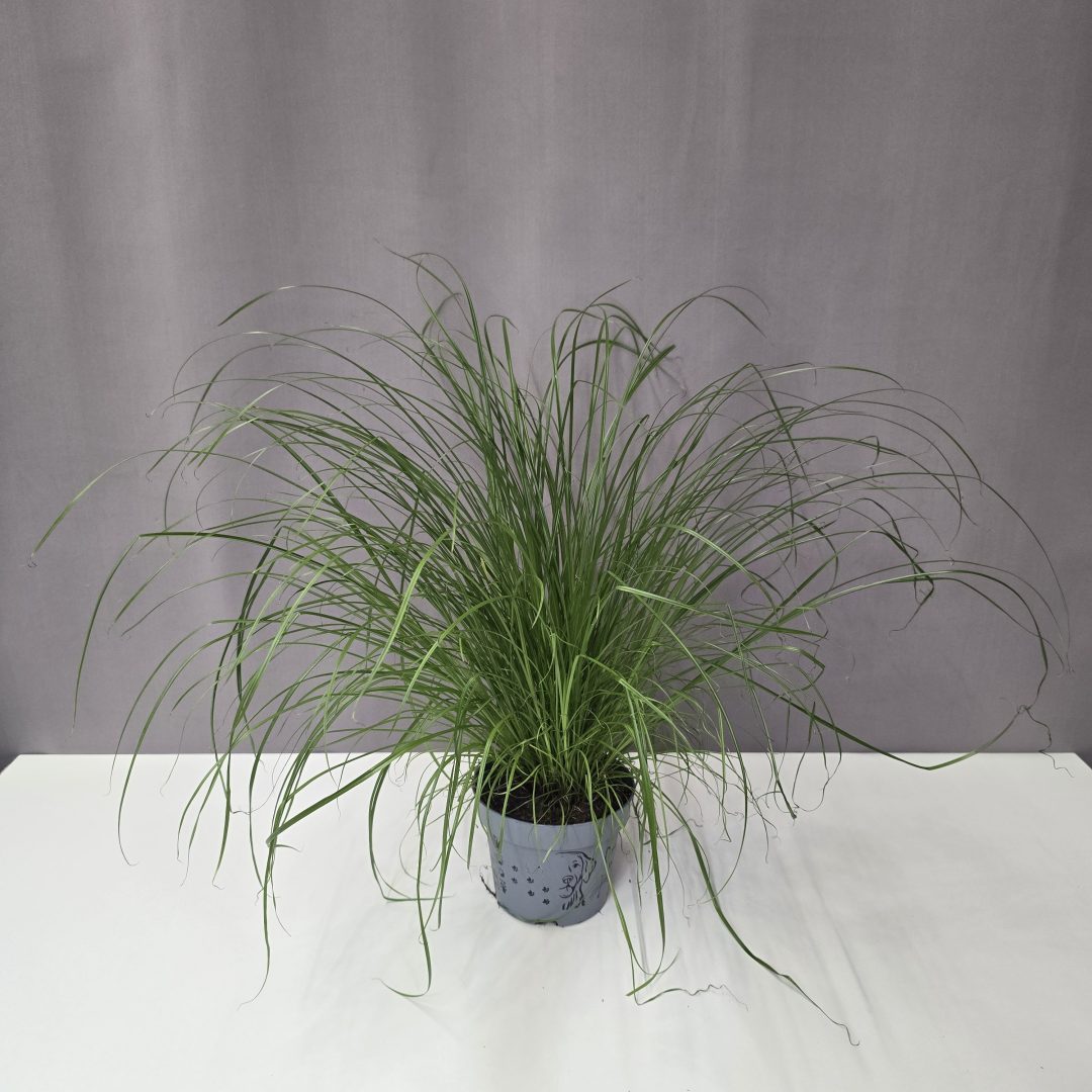 Cyperus - Vízipálma 12/40