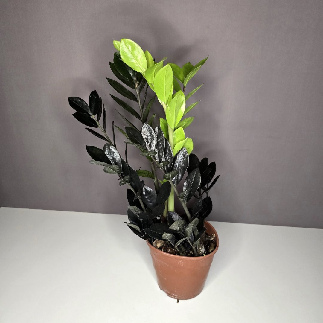 Zamioculcas Zamiifolia Raven 14/50