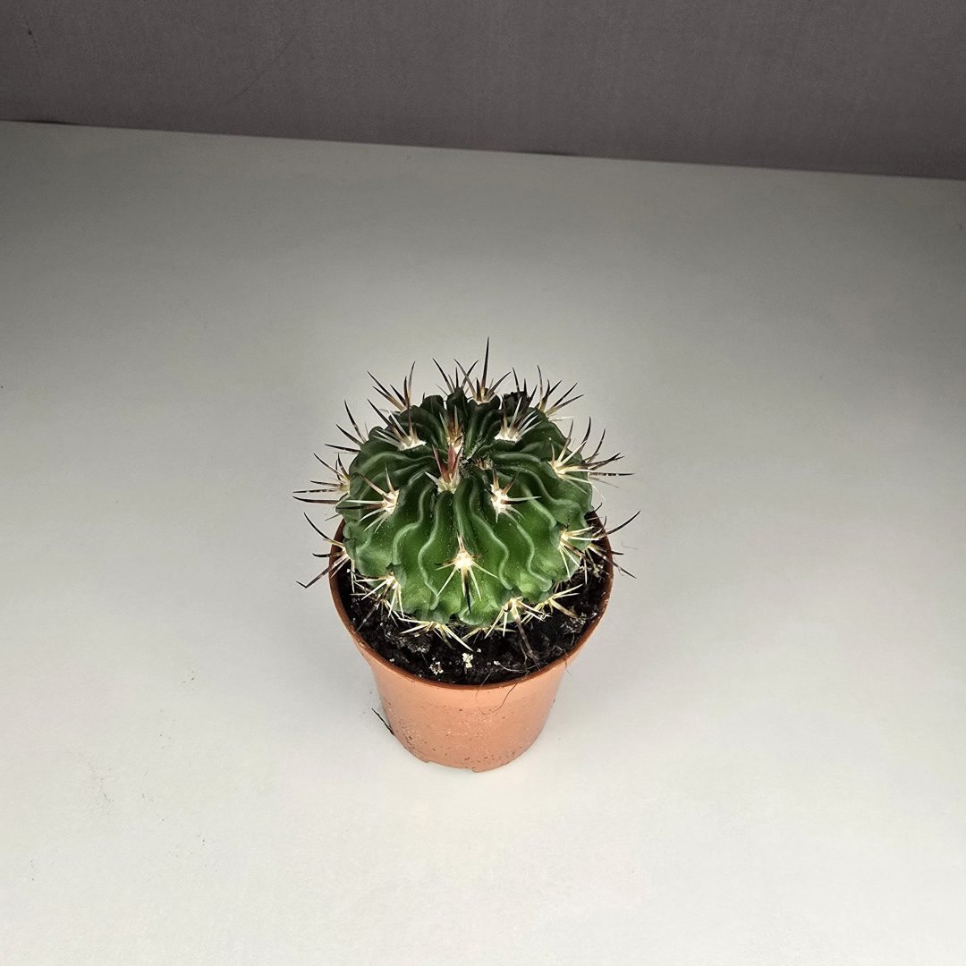 Echinofossulocactus multicostatus 5.5/5