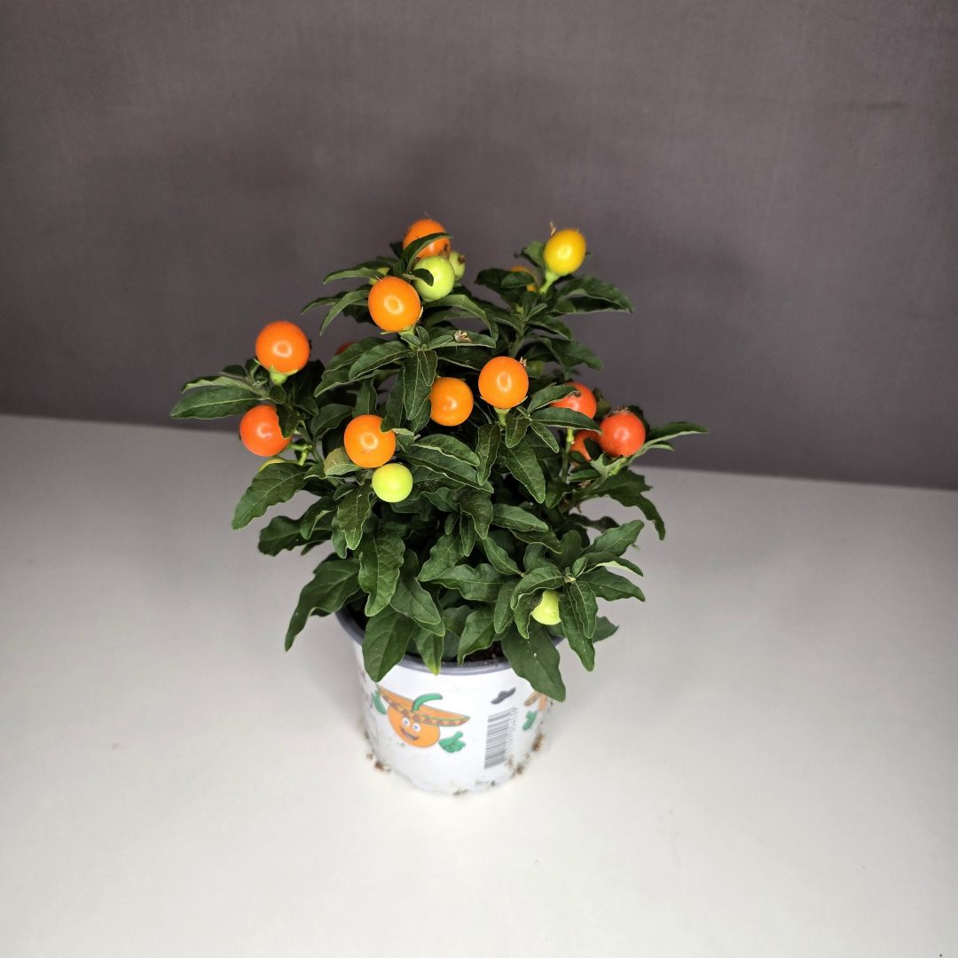 Korallbokor - Solanum capsicastrum 12/30